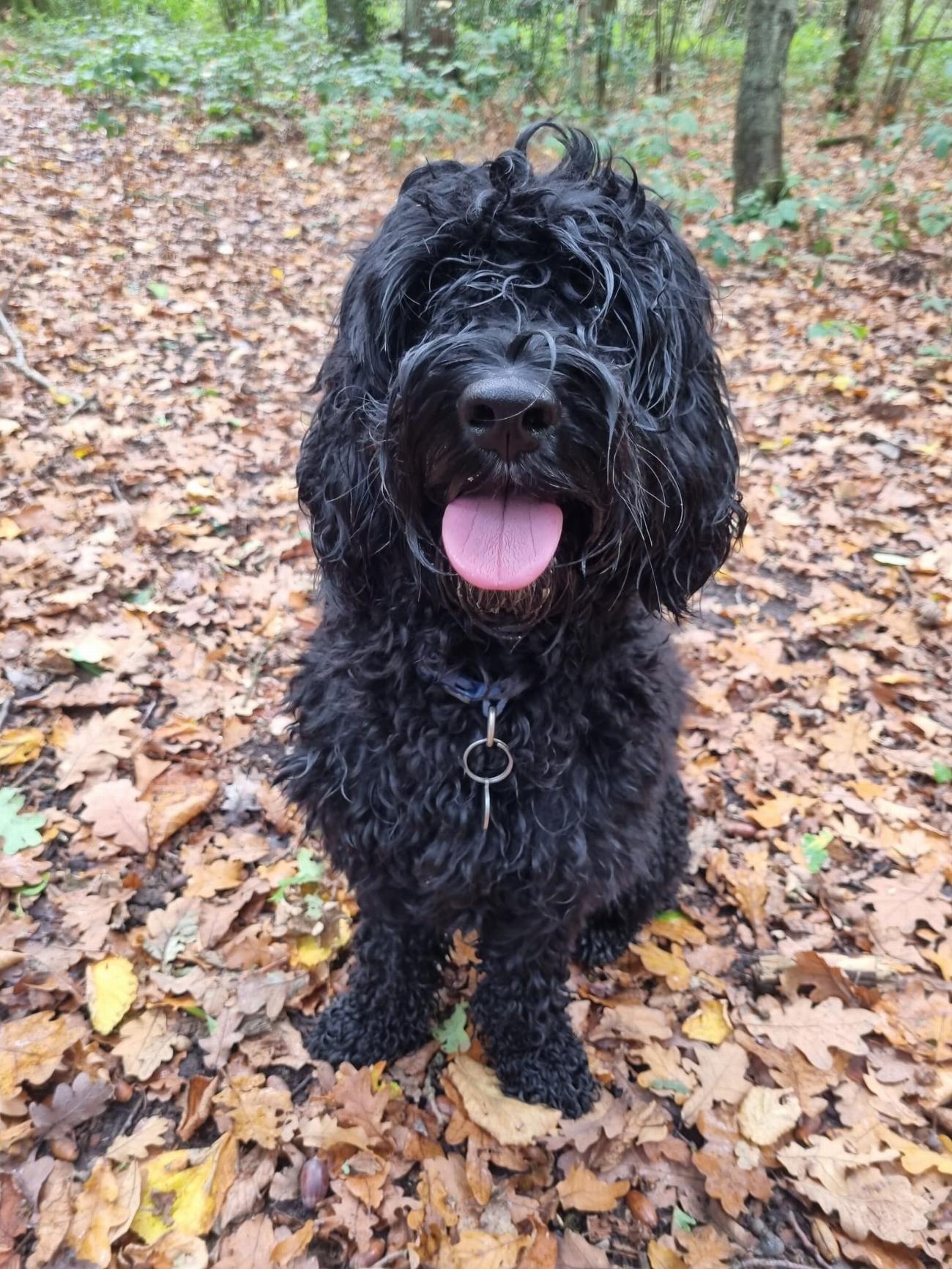 Dog Walker in Bromley | Testimonials | Olivia's Pet Services gallery image 53