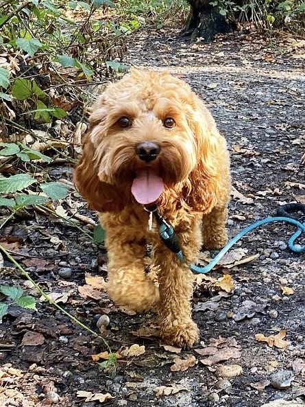 Dog Walker in Bromley | Testimonials | Olivia's Pet Services gallery image 10