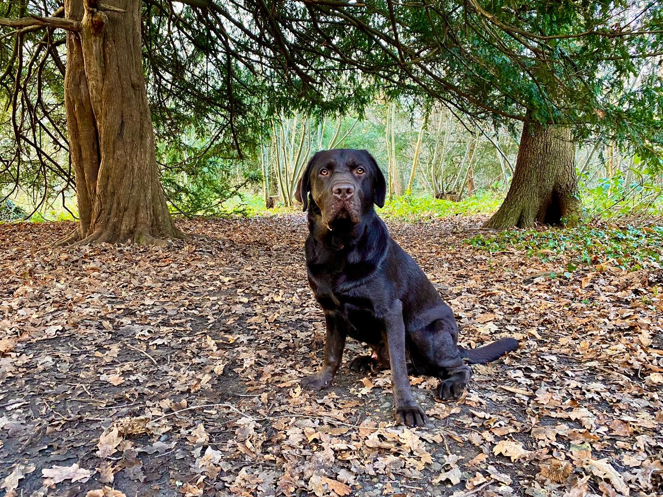 Dog Walker in Bromley | Testimonials | Olivia's Pet Services gallery image 1
