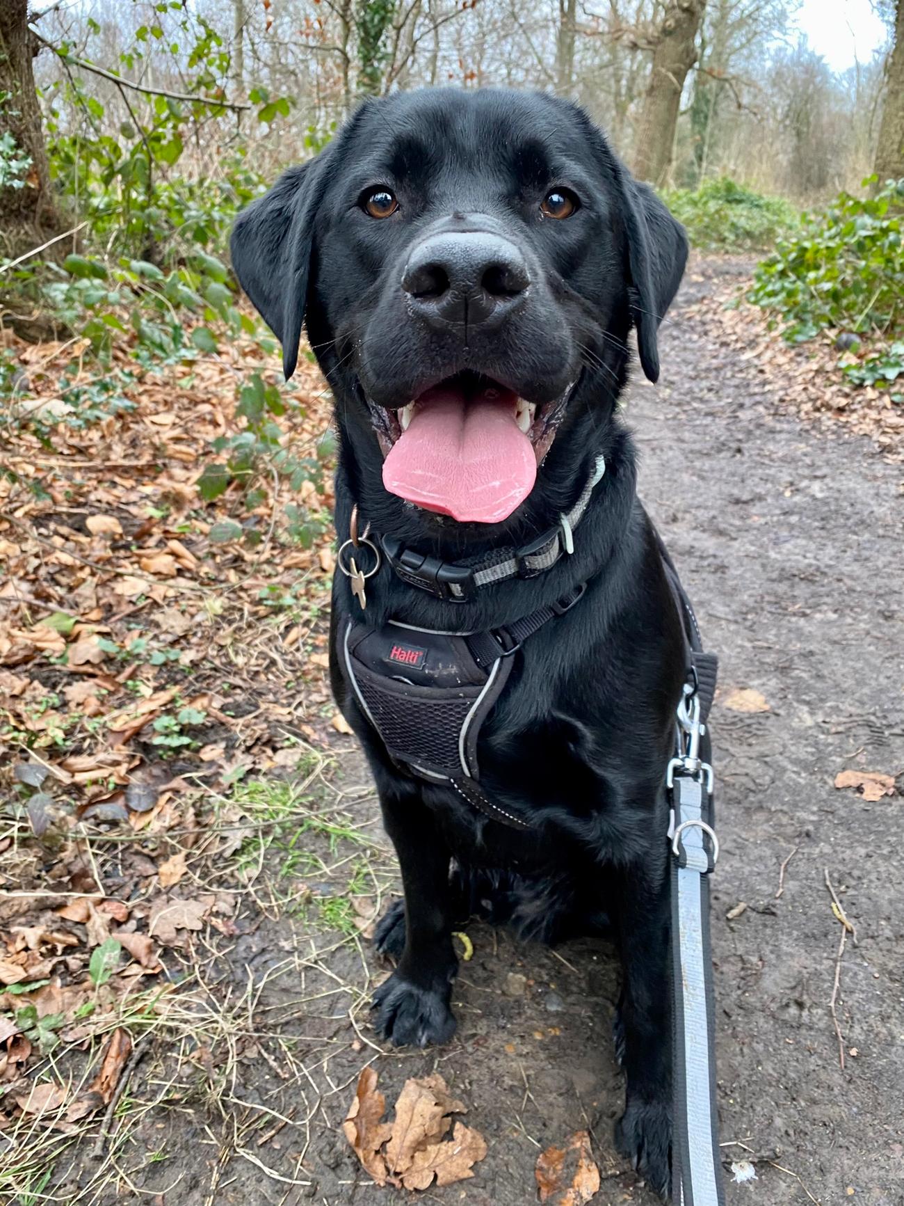 Dog Walker in Bromley | Testimonials | Olivia's Pet Services gallery image 29