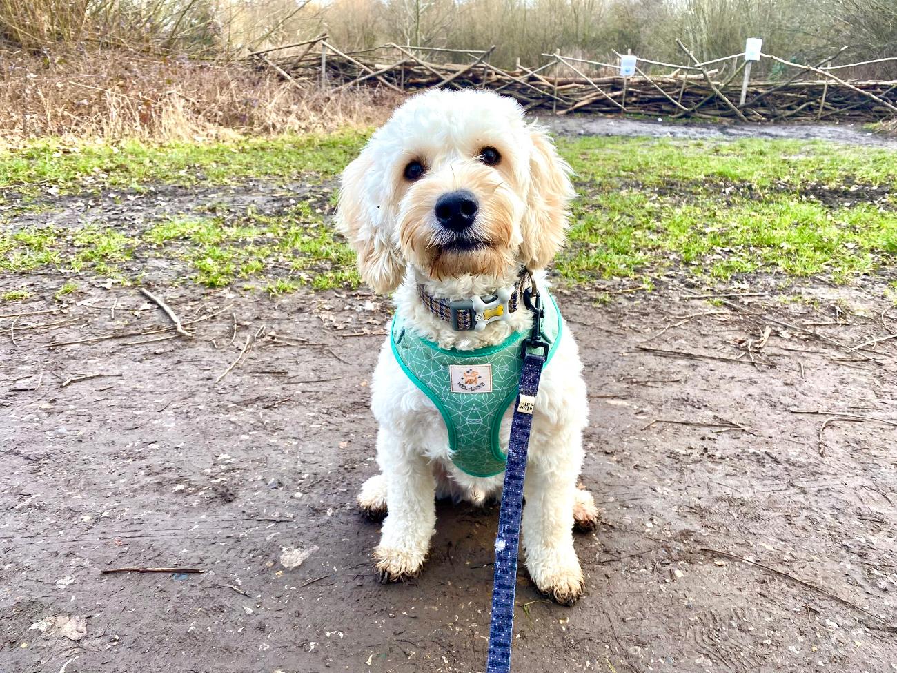 Dog Walker in Bromley | Testimonials | Olivia's Pet Services gallery image 59