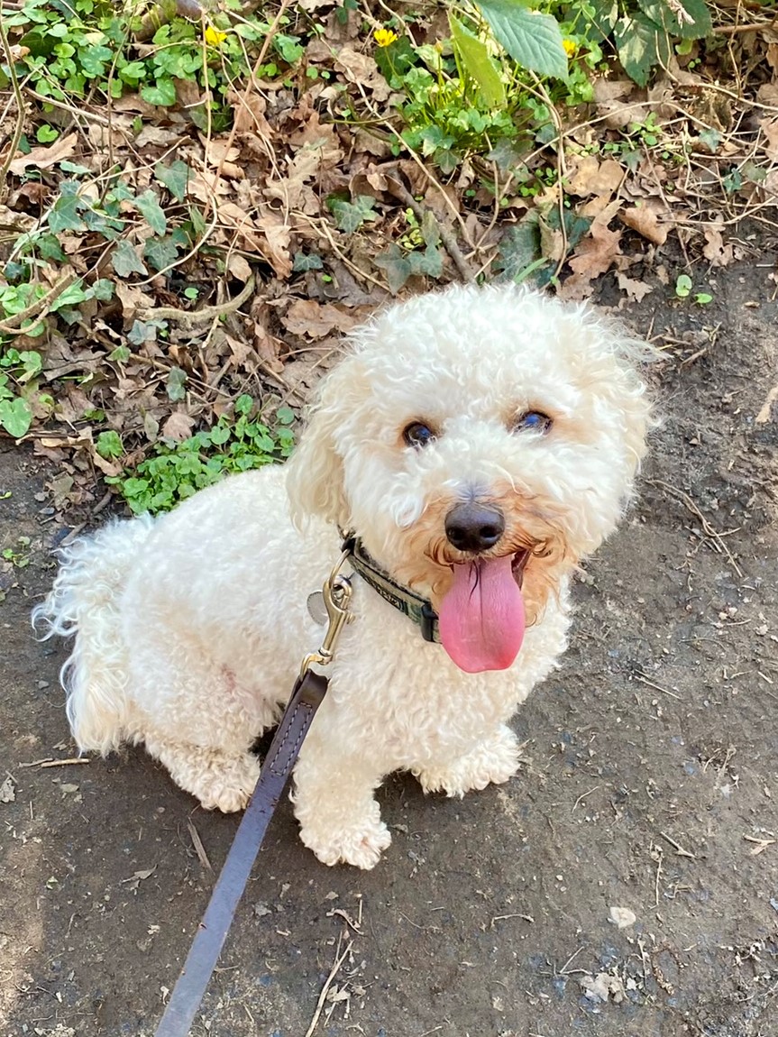 Dog Walker in Bromley | Testimonials | Olivia's Pet Services gallery image 56