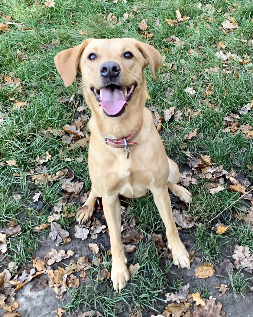 Dog Walker in Bromley | Testimonials | Olivia's Pet Services gallery image 27