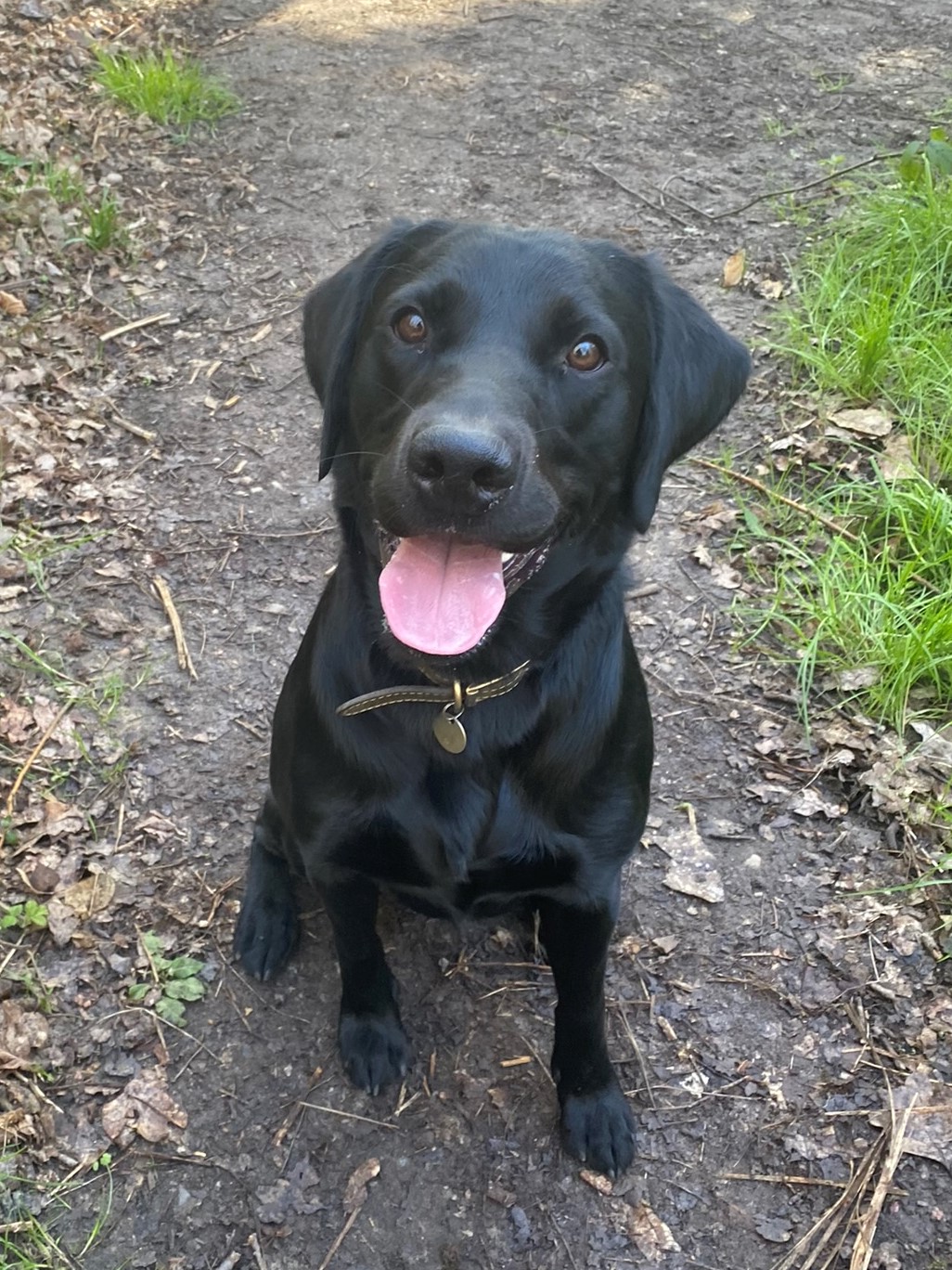 Dog Walker in Bromley | Testimonials | Olivia's Pet Services gallery image 19