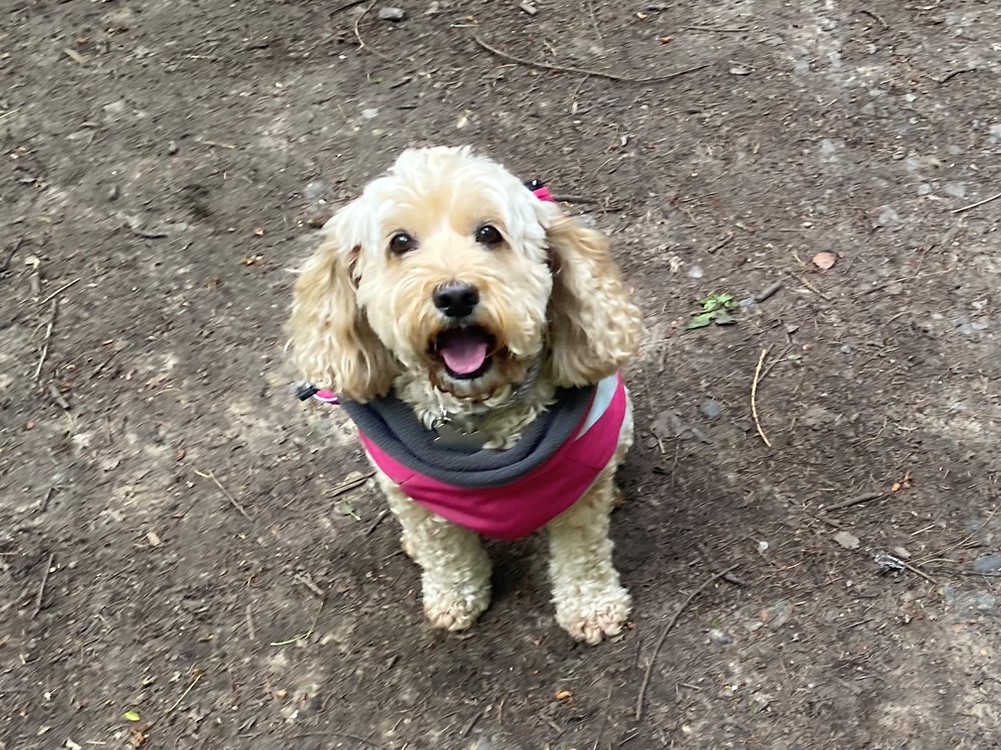 Dog Walker in Bromley | Testimonials | Olivia's Pet Services gallery image 5