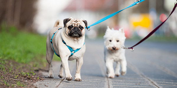 dog walking in groups, Bromley and West Wickham