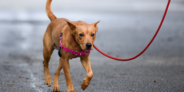 dog walker in Keston, West Wickham and Bromley