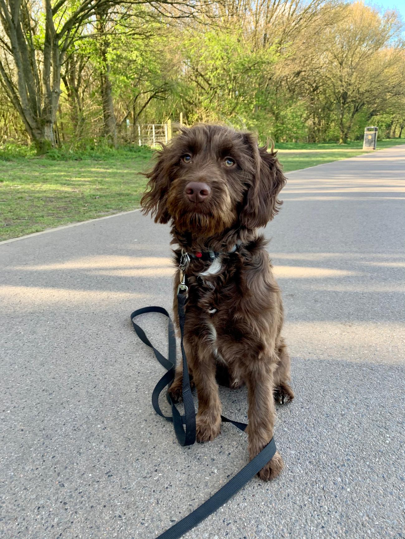 Dog Walker in Bromley | Testimonials | Olivia's Pet Services gallery image 66