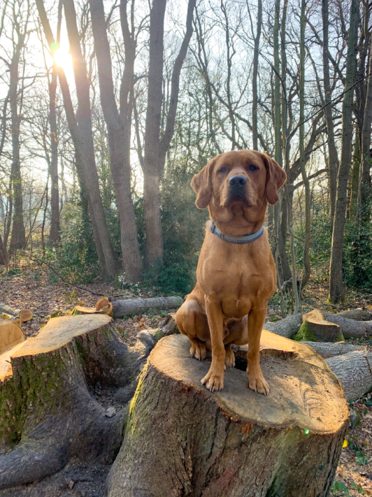 Dog Walker in Bromley | Testimonials | Olivia's Pet Services gallery image 15
